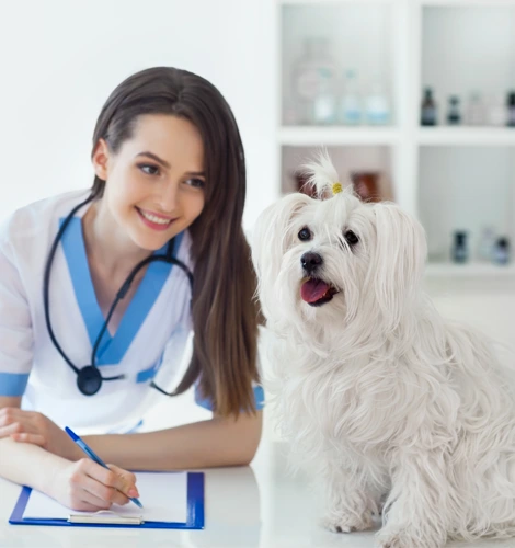 L'assurance santé des animaux heureux